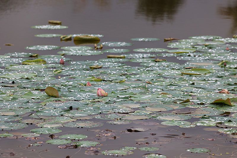 ArogyaM wellness center at Sacred Grove